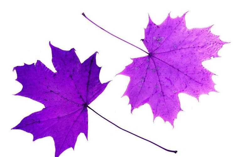 疯狂猜成语秋和树叶攻略_疯狂猜成语一个紫色的秋字和很多树叶答案  第1张